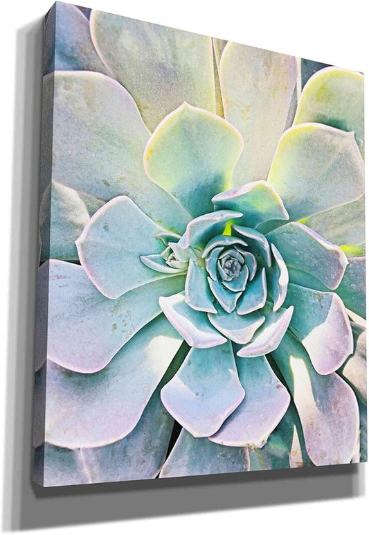 Epic Graffiti 'Unique Succulent' by Irena Orlov, Canvas Wall Art, 20"x24"