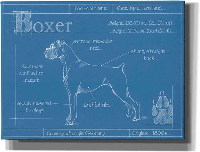 Epic Graffiti 'Blueprint Boxer' by Ethan Harper Canvas Wall Art, 34"x26"